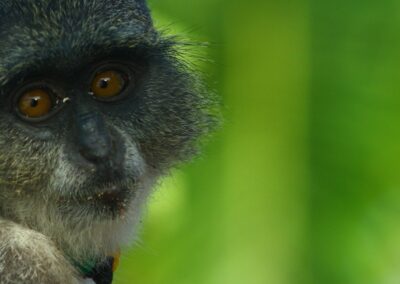 Zanzibar Jozani Forest Tour