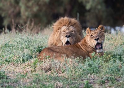 7 Days/7 nights Northern Circuit Tanzania Safari