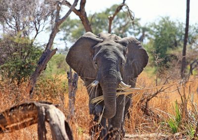 9 Days/8 Nights Luxury Safaris