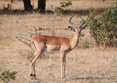 Day Trip Safaris to Arusha National Park