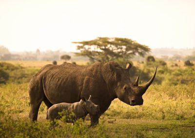 7 Days Safari To Mkomazi ,Tarangire and Serengeti National Park